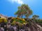 Pandanus Palm Tree on a Cliff