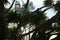 Pandanus Palms Byron Bay