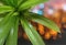 Pandanus plant on blur focused background