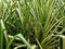 Pandanus sanderi, Pine, White-striped Pandanus garden