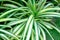 Pandanus Screw Pine plant in garden, yellow and green striped