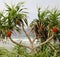 Pandanus Screwpine Trees on the Beach