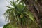 Pandanus tectorius fruit growing on the tree at the tropical island