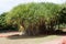 Pandanus tectorius or hala tree growing in Hawaii