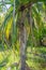 Pandanus tectorius tree with growing fruits on it at the tropical island