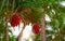 Pandanus tectorius tree with ripe à¹‰hala fruit on blur background of coconut tree at tropical beach with sunlight. Tahitian