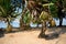 Pandanus tectorius tree. Tropical pandan fruit on a tree.