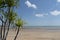 Pandanus trees on the beach