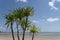 Pandanus trees on the beach