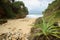 Pandanus trees growing in tropical island beach