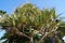 Pandanus utilis - palmtree with fruits