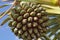 Pandanus utilis - palmtree with fruits