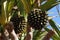 Pandanus utilis - palmtree with fruits