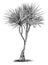 Pandanus, Utilis, screw, pine, leaves, stem vintage illustration