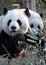 Pandas at Chengdu Panda Reserve Chengdu Research Base of Giant Panda Breeding in Sichuan, China.