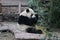 Pandas in China