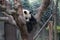 Pandas in China