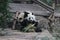 Pandas in China