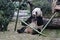 Pandas in China