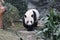 Pandas in China