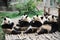 Pandas eating bamboo