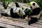 Pandas enjoying their bamboo breakfast in Chengdu Research Base, China