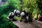 Pandas enjoying their bamboo breakfast in Chengdu Research Base, China