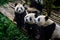 Pandas enjoying their bamboo breakfast in Chengdu Research Base, China