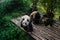 Pandas enjoying their bamboo breakfast in Chengdu Research Base, China