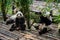 Pandas enjoying their bamboo breakfast in Chengdu Research Base, China