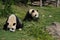 Pandas sitting on the grass with trees in the background