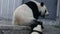 Pandas in Wolong Giant Panda Nature Reserve, Shenshuping,  China