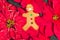 Pandemic Christmas. Quarantine celebration. Covid-19 winter holidays safety. Gingerbread cookie with poinsettia plant on christmas