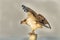 Pandion Haliaetus, The Osprey Bird