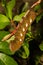 Pandora Sphinx Moth Larva