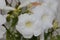 Pandorea jasminoides `Alba`, Bower of Beauty, Bower Vine