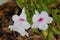 Pandorea jasminoides, Bower of Beauty, Bower Vine