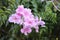 Pandorea jasminoides  bower vine pink flowers
