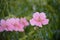 Pandorea jasminoides  bower vine pink flowers close-up