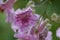 Pandorea jasminoides  bower vine pink flowers with rain drops