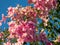 Pandorea jasminoides  Ricasoliana pink in full flower on blue sky background, Spain