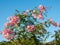 Pandorea jasminoides  Ricasoliana pink in full flower on blue sky background, Spain