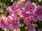 Pandorea jasminoides  Ricasoliana pink in full flower close up, Spain