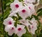 Pandorea jasminoides, woody climber with dark green pinnate leaves and white trumpet shaped flowers with pink center. Drops of