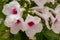 Pandorea jasminoides, woody climber with dark green pinnate leaves and white trumpet shaped flowers with pink center. Drops of