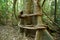 Pandorea pandorana Wonga Vine encircles huge tree in Mary Cairncross Reserve