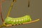 Pandorus Sphinx Caterpillar - Eumorpha pandorus