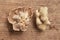 Panellus stipticus mushroom