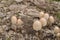 Paneolus semiovata mushroom, close-up