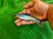 Pangasius catfish in hand in banana leaf background HD